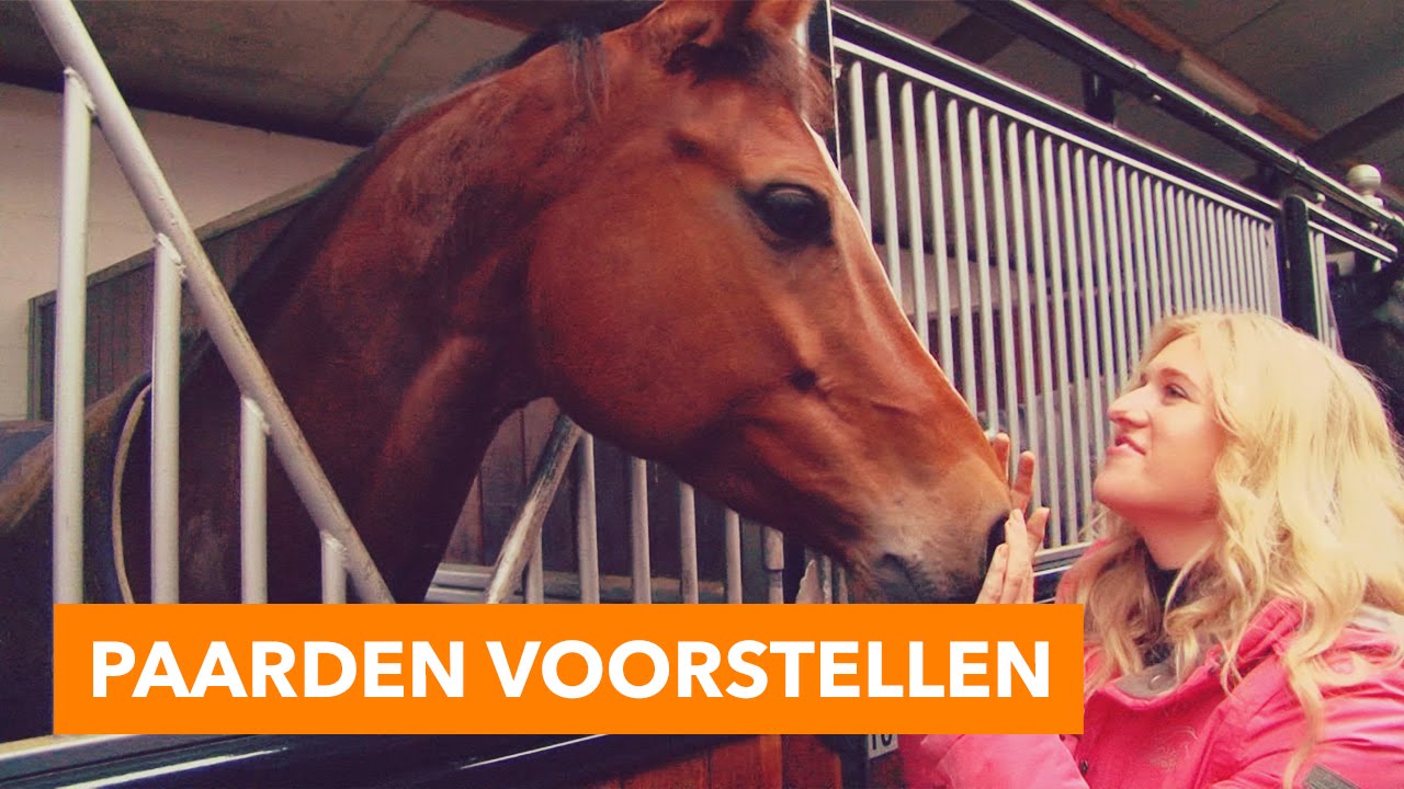 voederbieten voor paarden