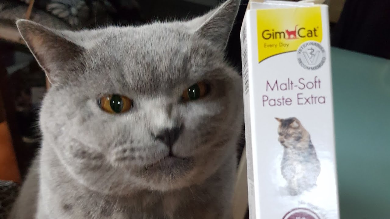 Корм Роял Канин (Royal Canin) в Минске, купить корм Роял