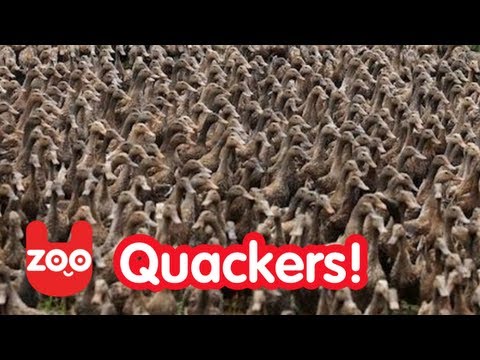 '5000 Ducks Go For A Walk!' on ViewPure