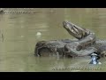 Giant Snake Attack 01, Python vs Human