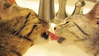 FRENCH KISSING CATS