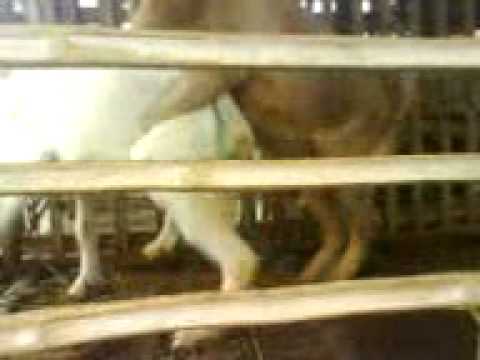 ML ABG - YouTube