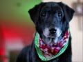 Les Chiens et les chats chantent Noël : On est tous des Lutins de Noël