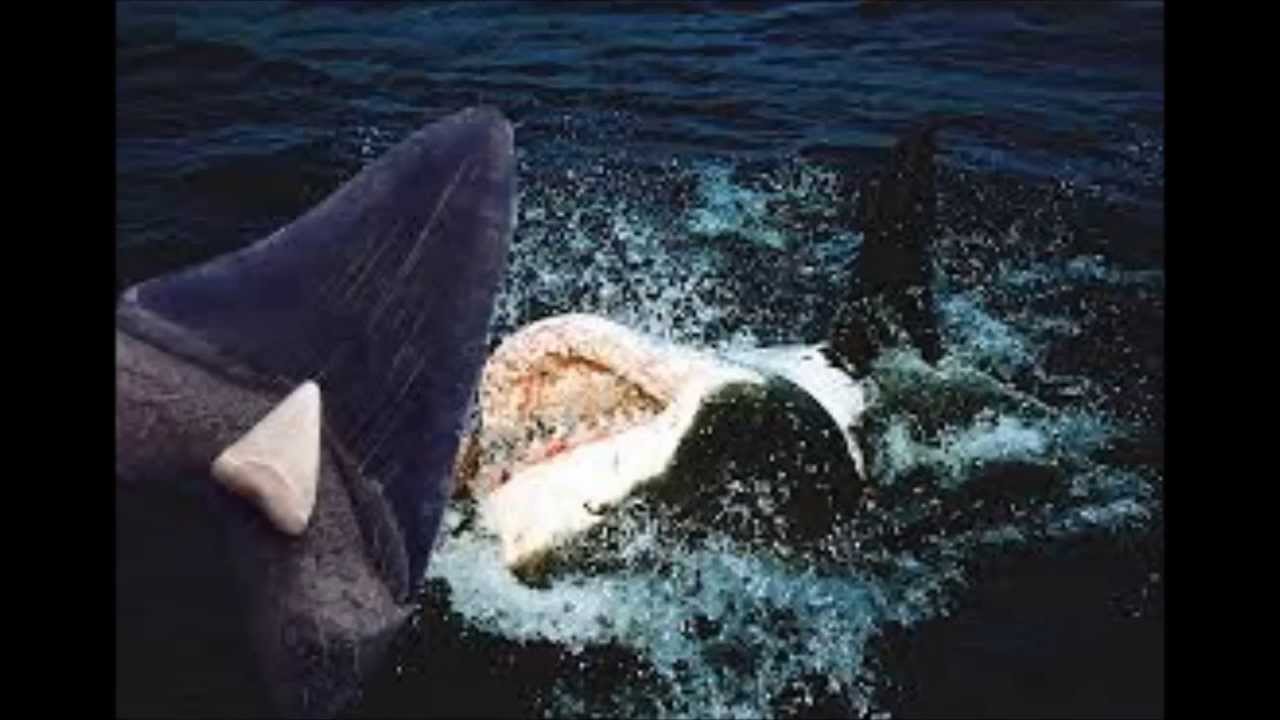 Worlds Largest Shark Ever Caught: The Megalodon Proof and Evidence