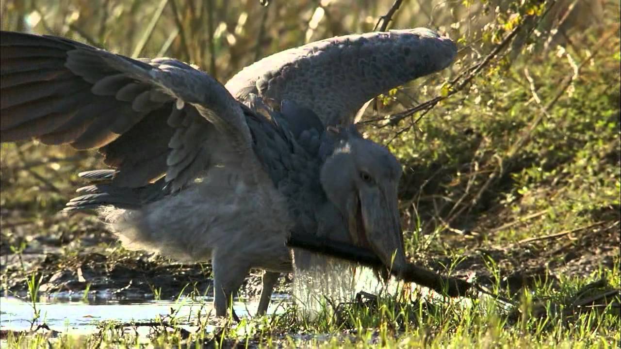 shoebill duck noise