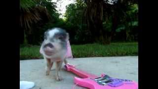 Tiny Teacup Pig plays Guitar Mini Piglet in a Dress