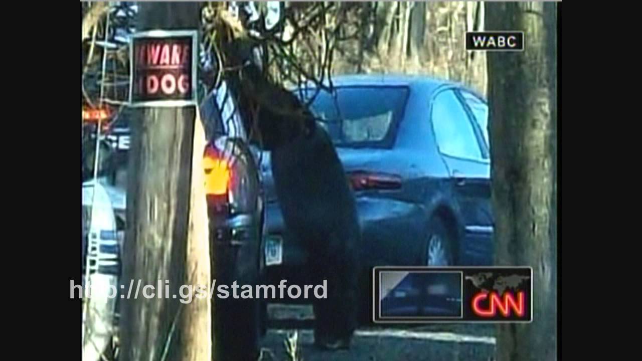 Travis The Chimpanzee Attacks Woman In Stamford Connecticut 2009 - YouTube