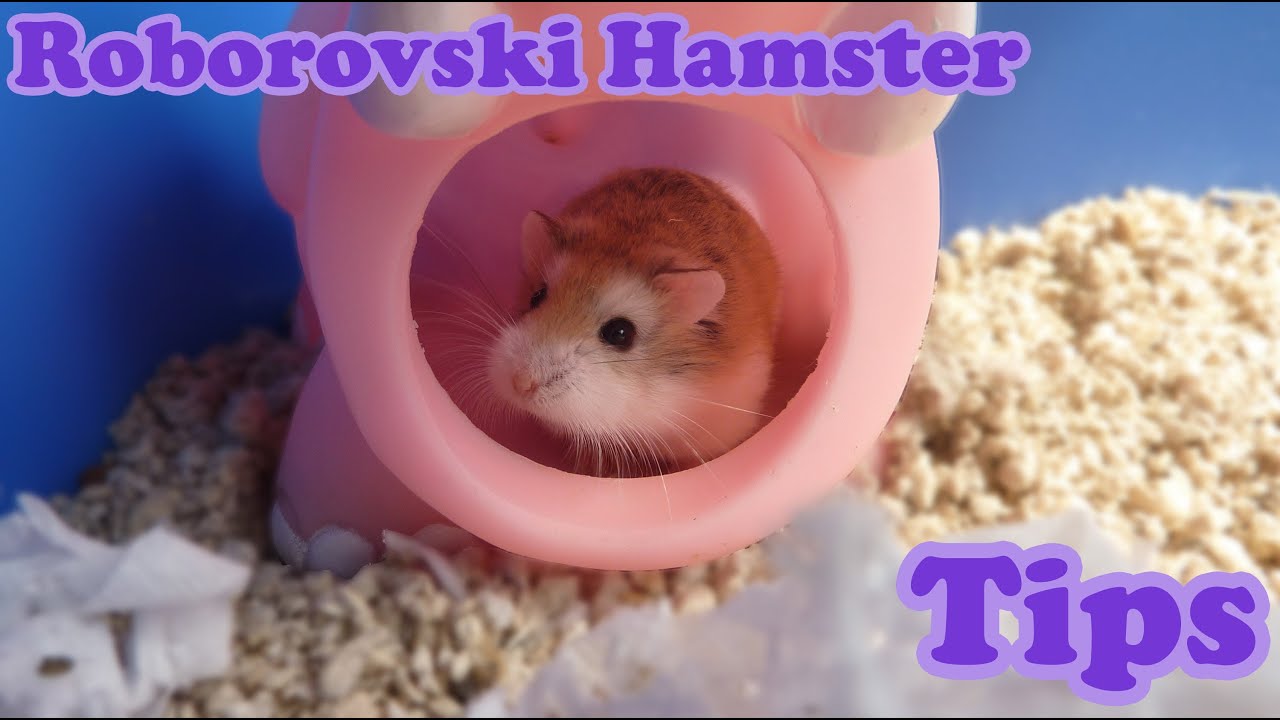 Roborovski Dwarf Hamster Tips and Facts YouTube