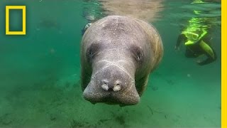 Manatee Death Toll Highest Ever Recorded