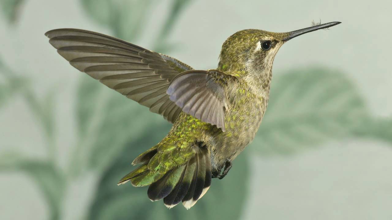 hummingbirds my hummingbird pictures in 720 hd youtube hummingbirds my hummingbird pictures in 720 hd youtube