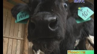 В Искитимском районе скот вывели на пастбища