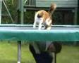 Cat on trampoline funny
