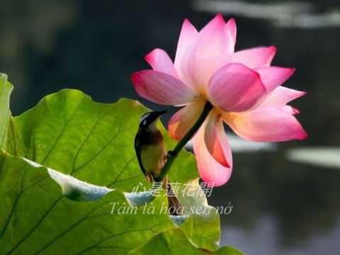 Tâm Là Hoa Sen Nở (Nhạc Hoa, Phụ Đề Việt Ngữ)