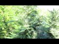 The Weed Nerd Episode 167 Hunters of Dank #5