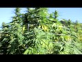 The Weed Nerd Episode 167 Hunters of Dank #5