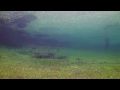Scuba Diving in a Newly Flooded Meadow.