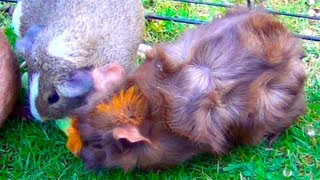 Guinea Pigs Fighting For Cucumber