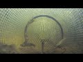 Catching Fish from Inside a Minnow Trap POV 2