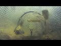 Catching Fish from Inside a Minnow Trap POV 2