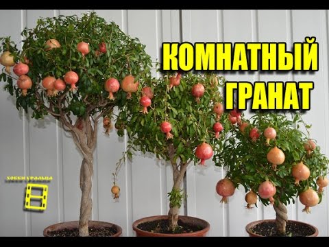 Пересадка цитрусовых в домашних условиях Пересадка цитрусовых в домашних условиях