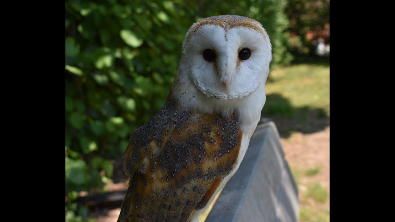 Do Barn Owls Eat Bats