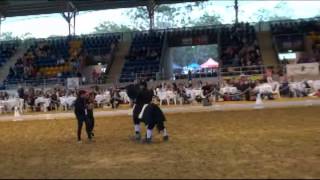 FISHERMANS FRIEND -v- HAROLD THE HORSE Qld Festival of Dressage 2013