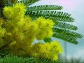 Mimosa- Nicolò Fabi
