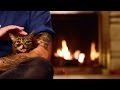 Lil BUB's NEW Magical Yule LOG Video (2014)