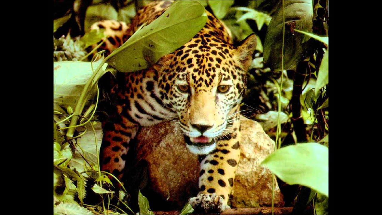 Top 10 of the Most Dangerous Animals in the RainForest - YouTube