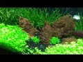 Planted Tank Tips: Lighting!