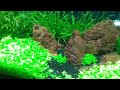 Planted Tank Tips: Lighting!