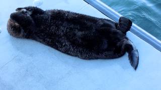 an otter hanging out with some sea lions in Santa Cruz