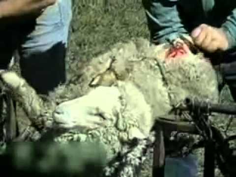 ugg boots fur cruelty ugg boots fur cruelty