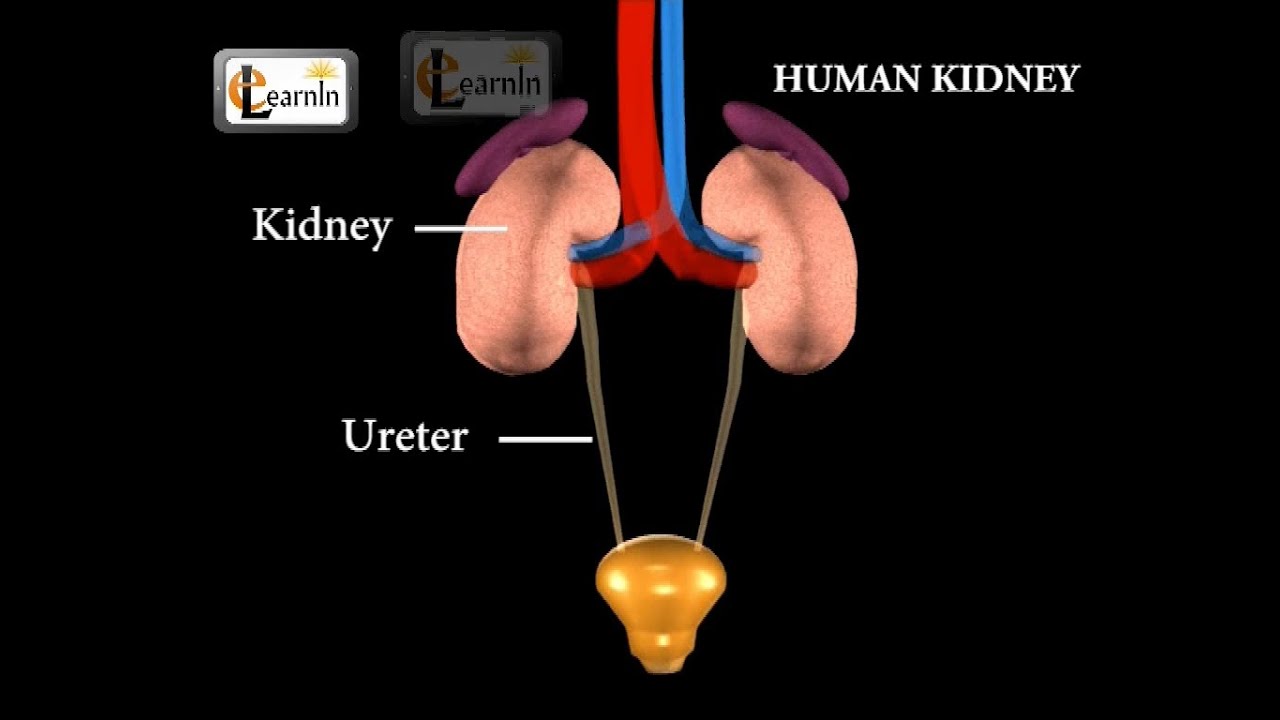 Kidney - Excretory System - Biology - YouTube