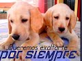 Thumbnail 2 for ENAMORADO DE TI ; GRUPO HERENCIA Thumbnail 2 for ENAMORADO DE TI ; GRUPO HERENCIA