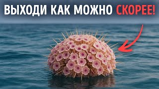 Если заметите эти цветы в море, быстрее уплывайте