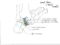 Anatomie de la cheville