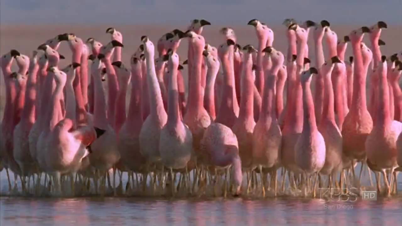 (Hilarious) Andean flamingo mating dance | NATURE | "Andes: The Dragon