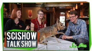 Cute Skulls and Cute Cavies: SciShow Talk Show #17