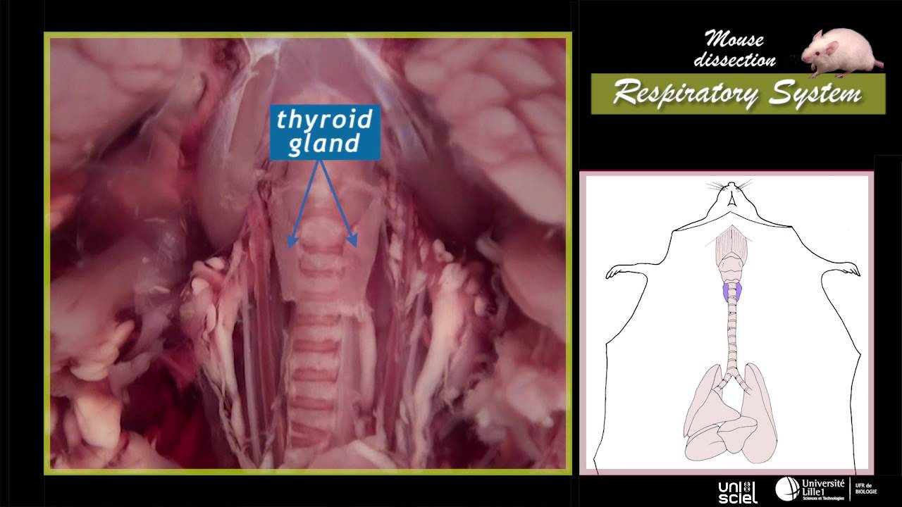 Mouse dissection YouTube