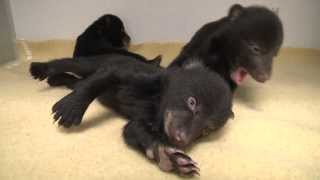 Black bear cubs