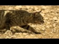 A feral cat hunts birds