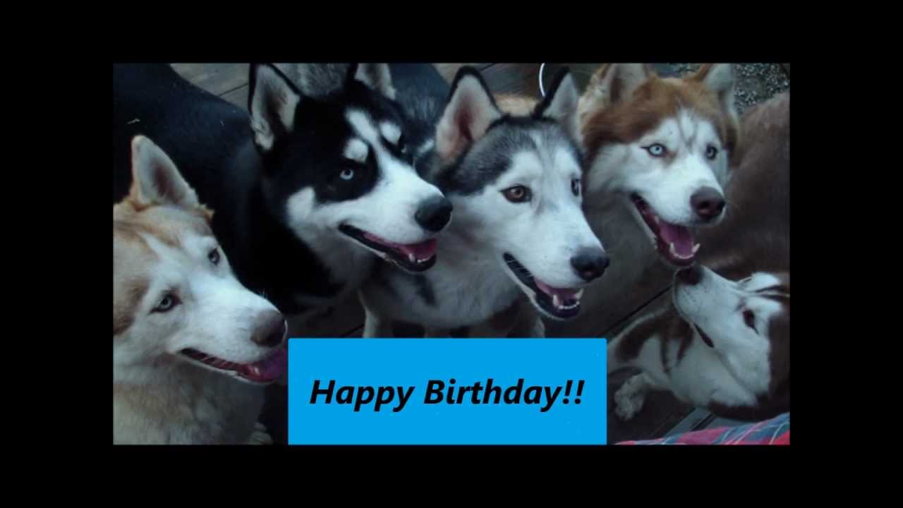 Happy Birthday Song (Husky Style) - YouTube