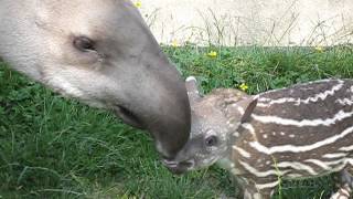 The new baby tapir having fun in the sun at Dublin Zoo.