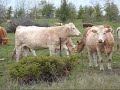 Cows Mooing