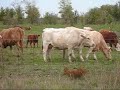 Cows Mooing