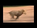 Thumbnail 1 for The (real) Lion King Part 1 Thumbnail 1 for The (real) Lion King Part 1