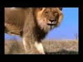Thumbnail 2 for The (real) Lion King Part 1 Thumbnail 2 for The (real) Lion King Part 1