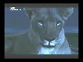 Thumbnail 3 for The (real) Lion King Part 1 Thumbnail 3 for The (real) Lion King Part 1