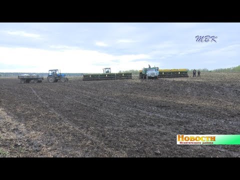 Урожай обещает стать золотым. Аграрии района подстраиваются под погоду и на ходу меняют севооборот Урожай обещает стать золотым. Аграрии района подстраиваются под погоду и на ходу меняют севооборот